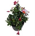 Bild von HP25 Sundaville Red
